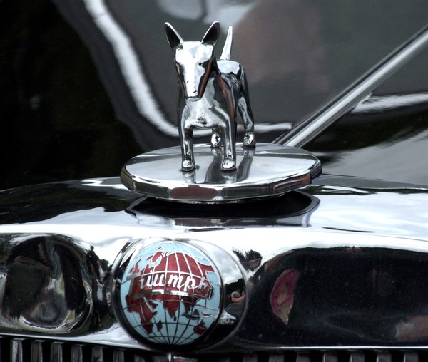 dog car_2