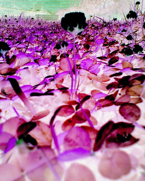 Valley Of The Clover