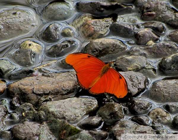 Orange Julia Butterfly After the Rain!