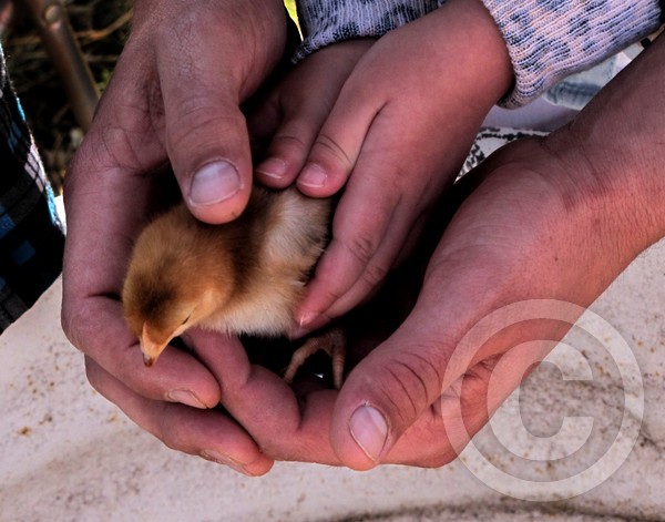 Creating a bond!