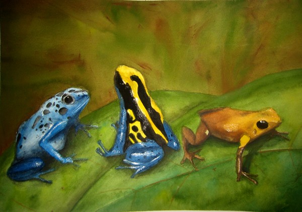 Frogs