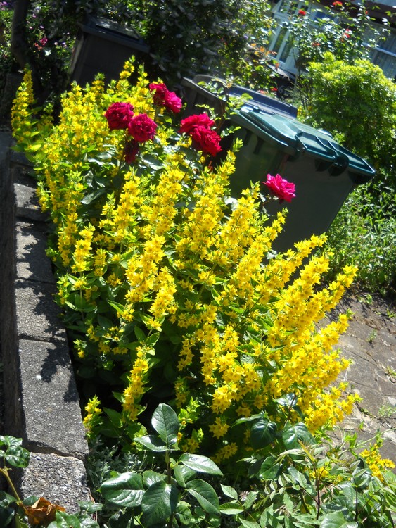 Flowers for New Years Greetings
