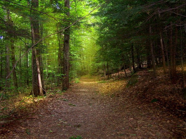 Forest Light