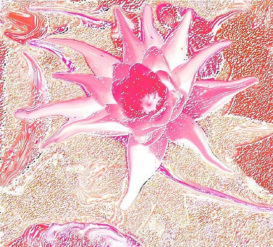 Water Lily