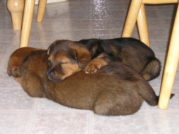 puppies