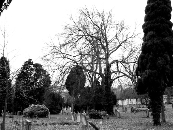 Winter Tree 9
