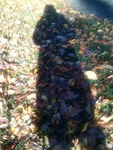 Shadow and Leaves