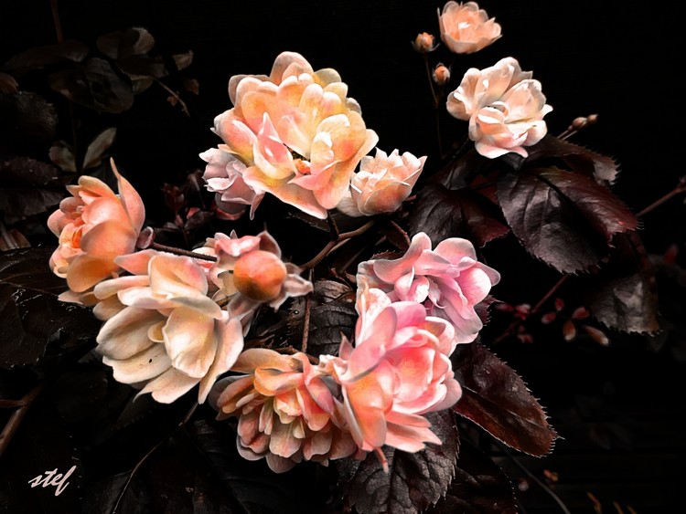 roses like marzipan