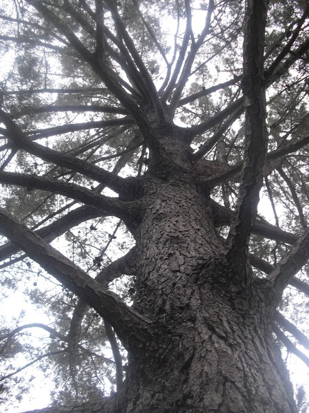 Up a Tree