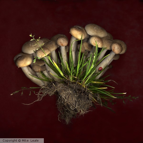 shimeji 'shrooms