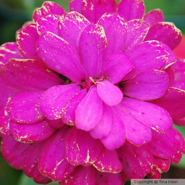 fuschia