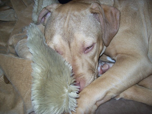 sweet dreams