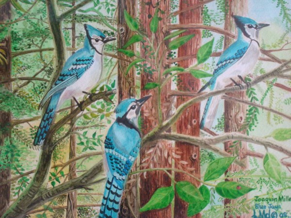 Blue Jays Joaquin Miller