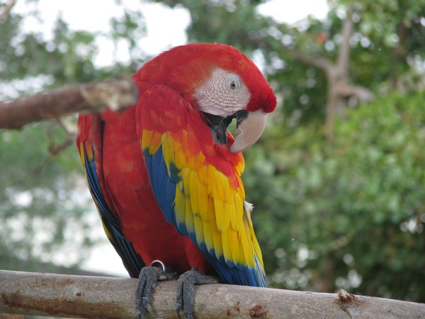 Scarlet Macaw