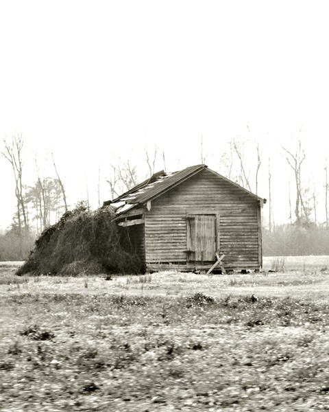 Image4