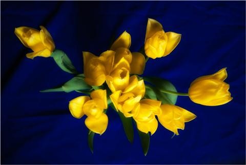 Tulips-024