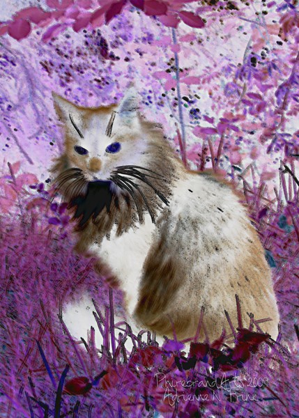 Purple Mischief