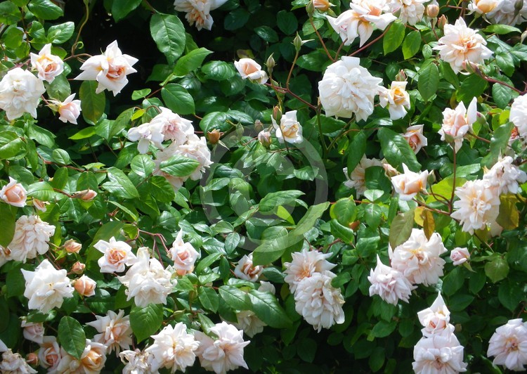 Summer Roses