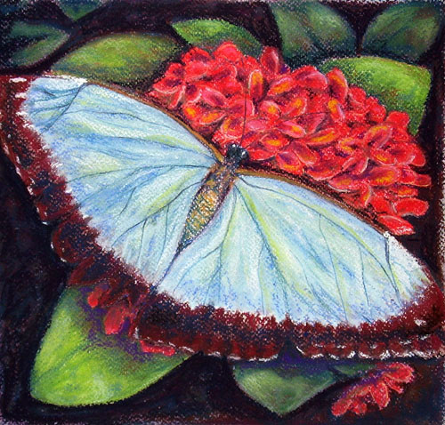 Butterfly and Geranium
