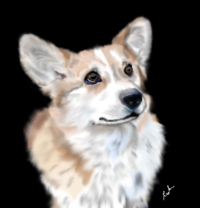 Welsh Corgi