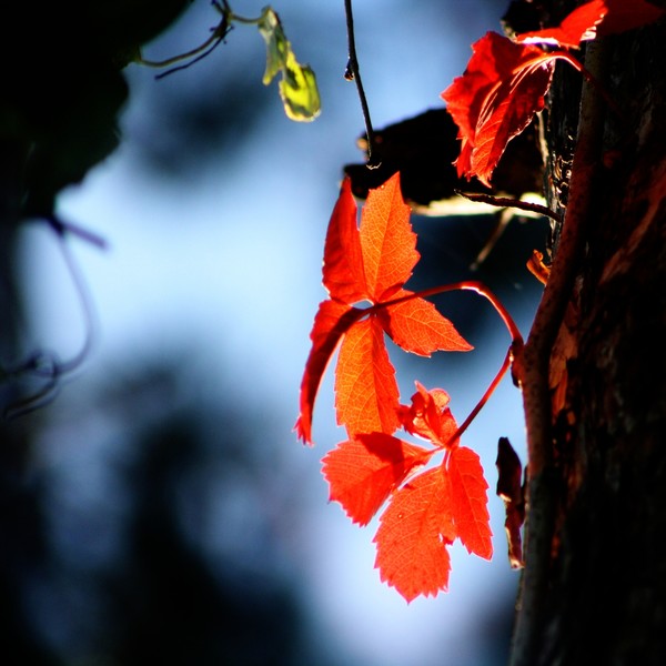 Autumn's Twisted Love