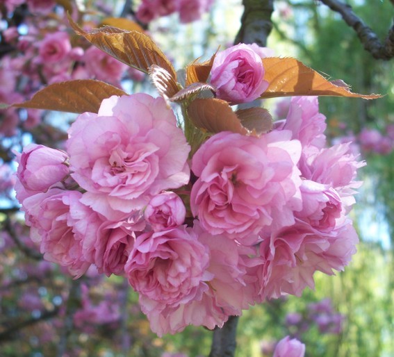 flowers :)