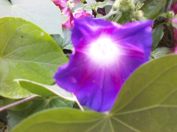 Morning Glory