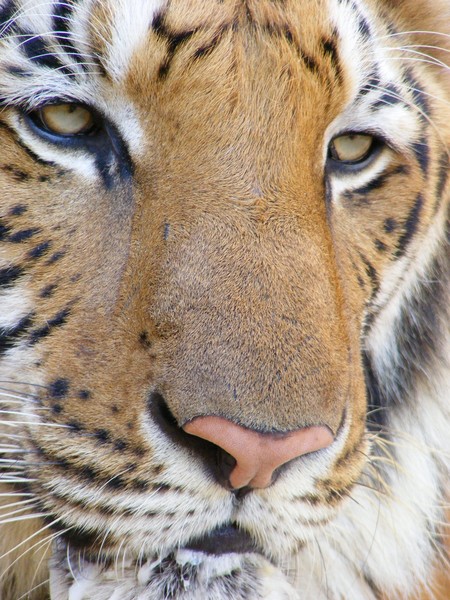 Tiger Face