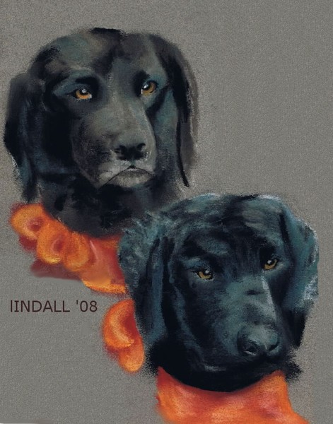 Pet Portrait