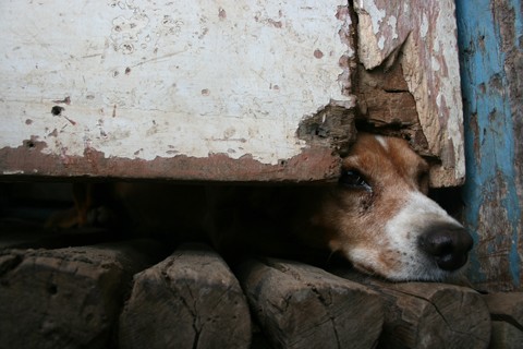 Lost dog
