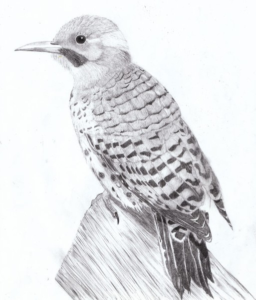 Northern Flicker