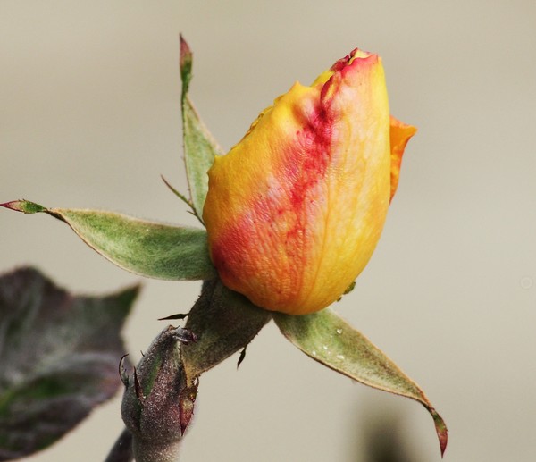 Yellow Rose