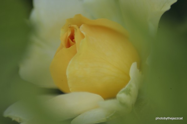 yellow rose bud