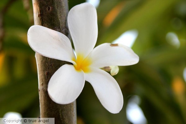 blossom