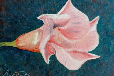 August - Mandevilla