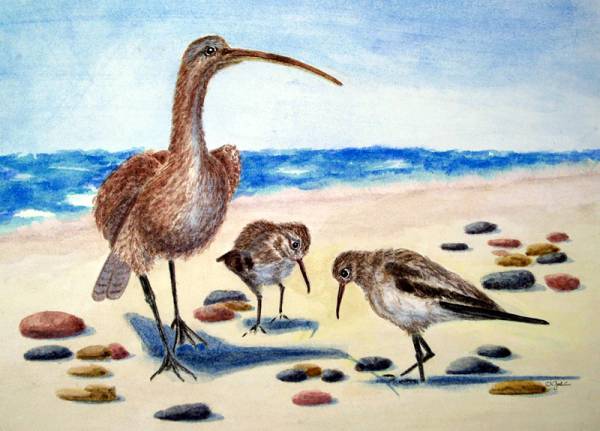 Shorebirds