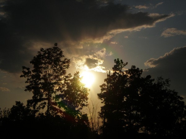 sunset through trees