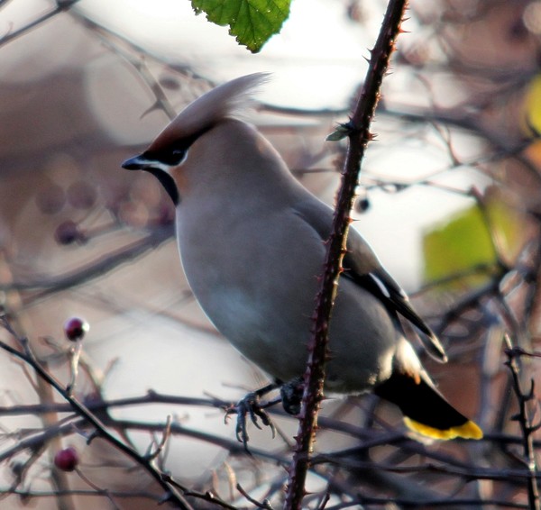 WAXWING 4