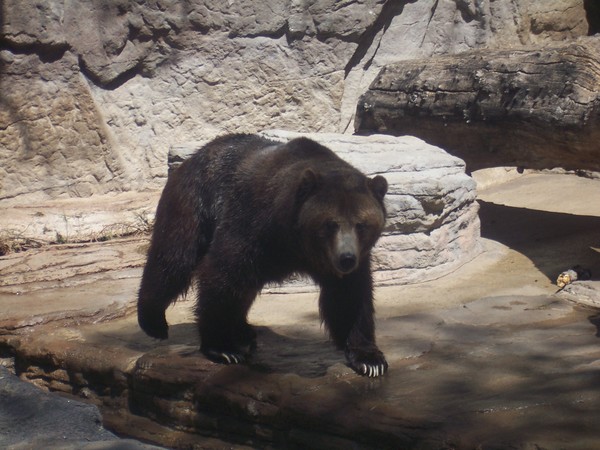 bear 