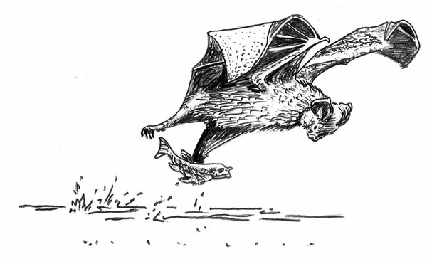 bat fish, non ameri can.