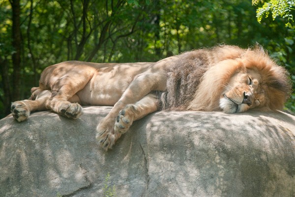 Sleeping Lion