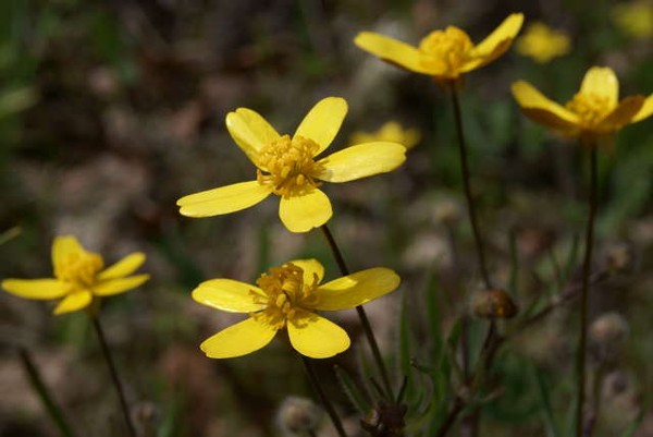 Wildflowers of the Tablerocks (series)