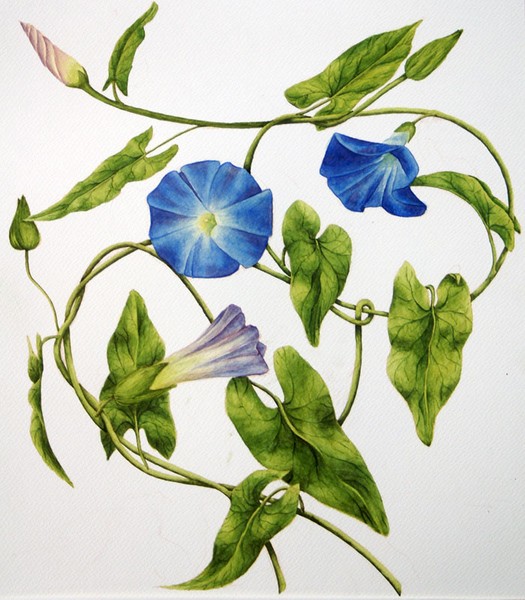 Heavenly blue morning glory