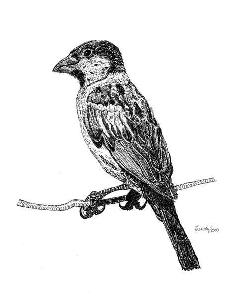 House Sparrow