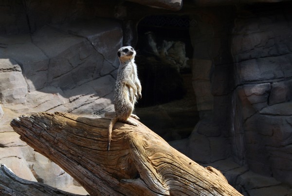 On The Look Out
