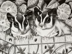 Sugar Glider Garden