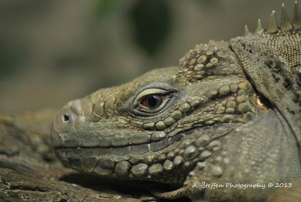 Iguana