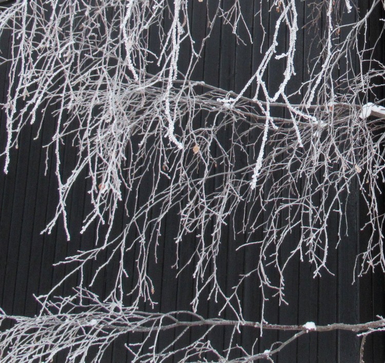 WINTER GRAPHISM