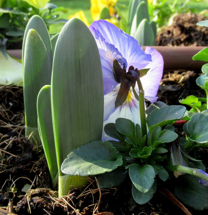 FIRST SIGNS OF SPRING, BUT...