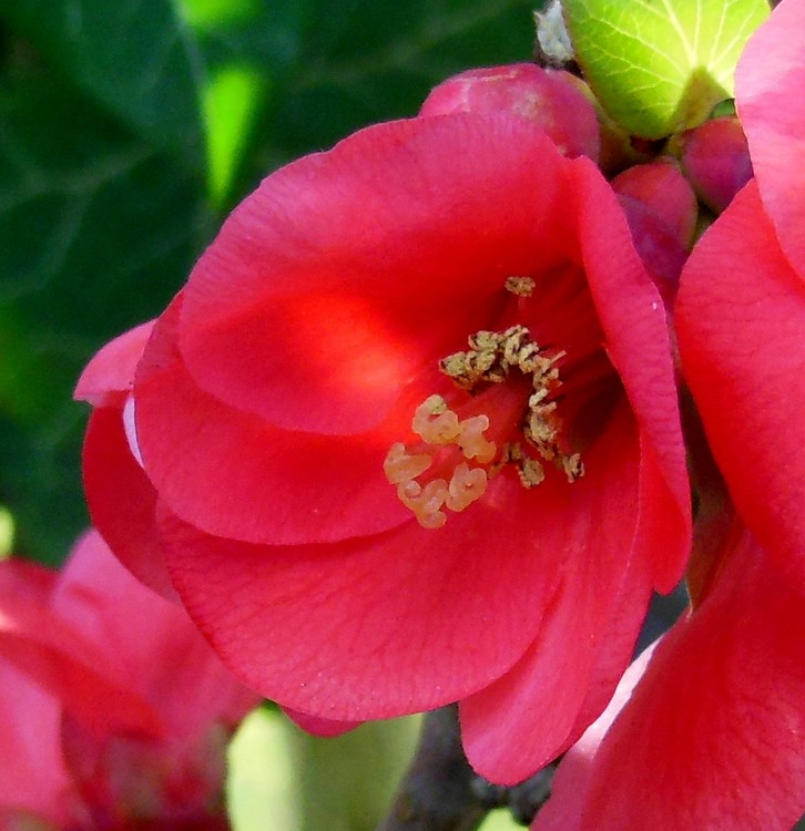 JAPANESE QUINCE